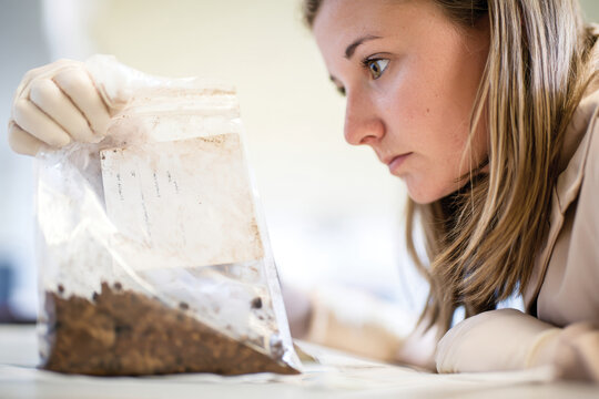 A focused woman examines soil inside a bag in a lab, illustrating the critical role of scientific analysis in understanding soil health for effective agricultural practices and sustainability.