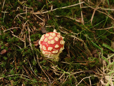 Small Red Fly Agaric Mushroom Amanita Muscaria Top View in Moss, Young Poisonous Toadstool Growing on Forest Ground in Autumn, Wild Toxic Fungus Close Up Macro Photography, Woodland Environment.