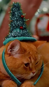 A Festive Orange Cat in a Christmas Hat and Green Decoration, Relaxing and Enjoying the Holiday Spirit with a Cozy Atmosphere of Celebration and Joy