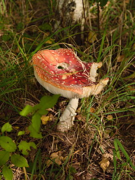 Mature Red Fly Agaric Mushroom Amanita Muscaria with Open Cap and Gills in Forest Grass, Poisonous Toxic Toadstool Growing on Ground in Autumn Woods, Close Up Wild Nature Macro Photography.