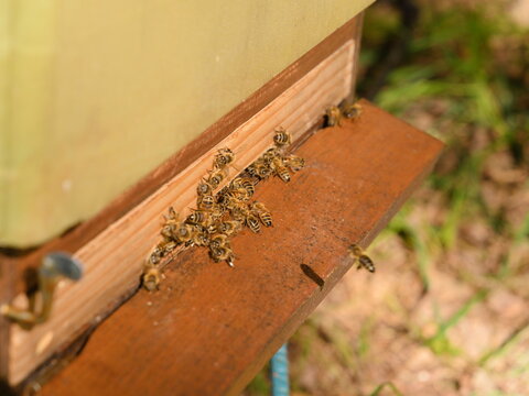 Honeybees on Wooden Beehive Entrance Board in Apiary, Busy Insects Working and Returning to Hive, Beekeeping and Agriculture Concept, Natural Organic Honey Production, Close Up Macro View.