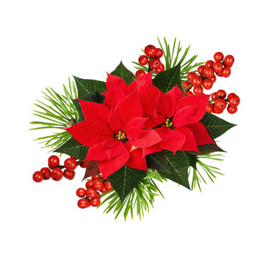Rosette with poinsettia flowers,  green pine twigs and red berries of illex isolated on white or transparent background