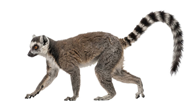 Ring-tailed lemur walking with its striped tail raised in a full-body side view