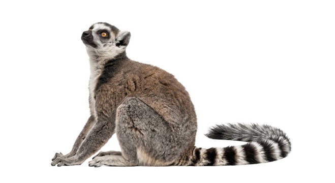 Ring-tailed lemur sitting with its distinctive striped tail extended in a wildlife cutout