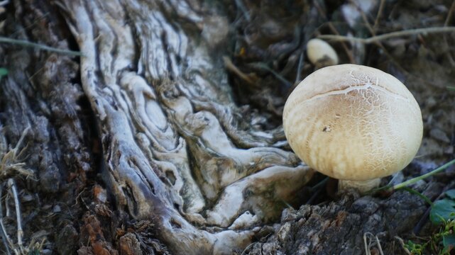 Mushroom on the ground by the tree in a forest, rough texture natural background