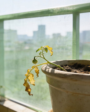 Stunted plant showing wilted tomato seedlings yellow leaves with a tiny green fruit in a pot on a sunny city balcony.