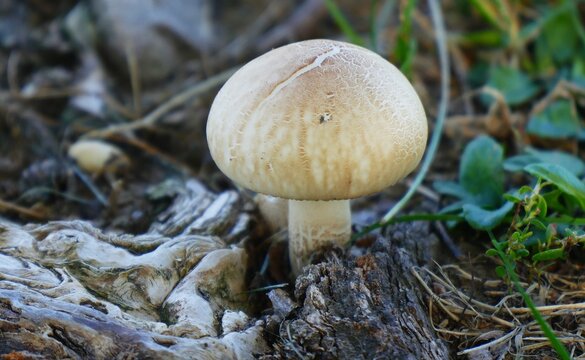 Mushroom on the ground by the tree in a forest, rough texture natural background