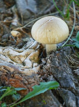 Mushroom on the ground by the tree in a forest, rough texture natural background