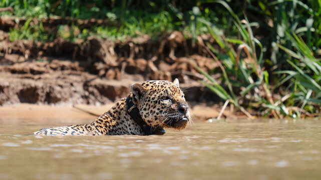 Jaguar wearing tracking collar swimming in pantanal river