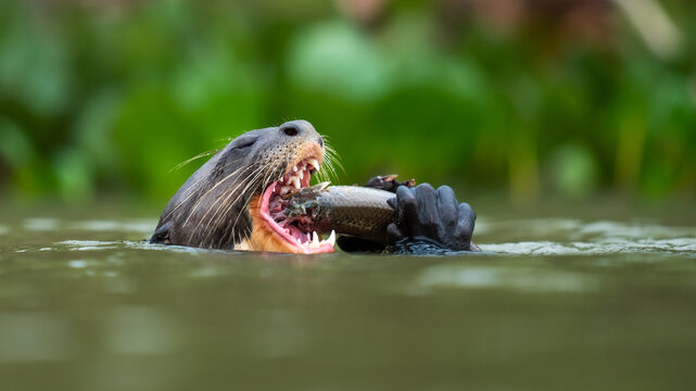 Giant otter pteronura brasiliensis eating fish in river