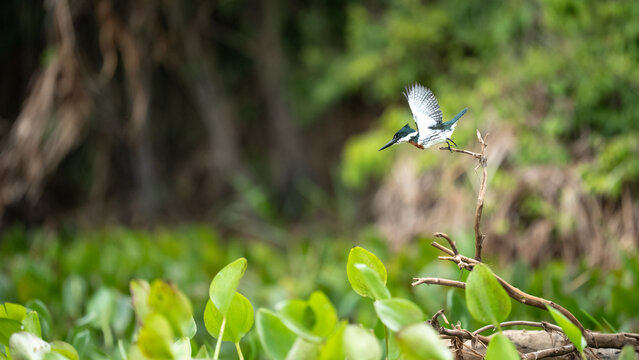Amazon kingfisher taking off from branch in wetland