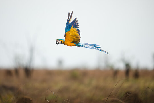 Blue-and-yellow macaw flying over wetland prairie