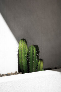 Cactus Growing in Sunlight Against a White Wall