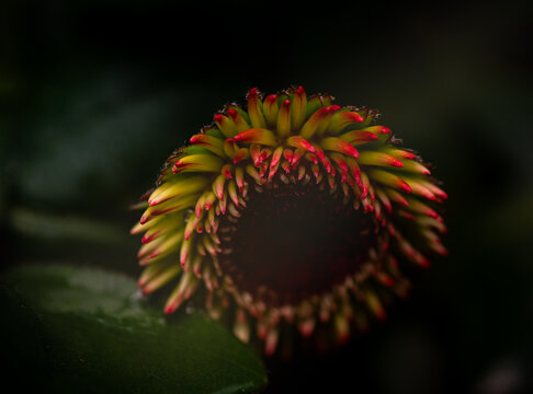 Flor con rayos de sol