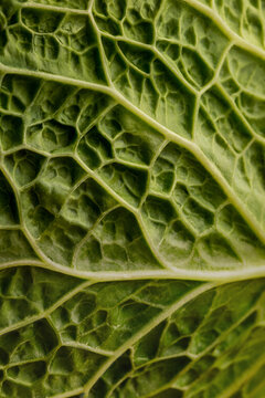 Macro texture of green cabbage leaf veins and surface