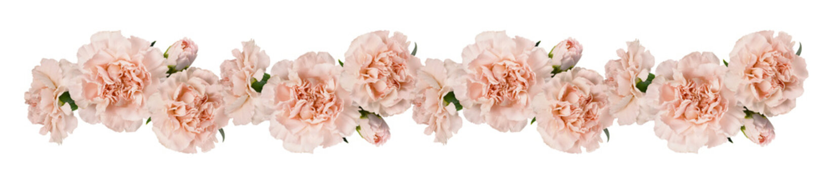 Orange carnation flowers in a floral garland isolated on white or transparent background. Loopable pattern.