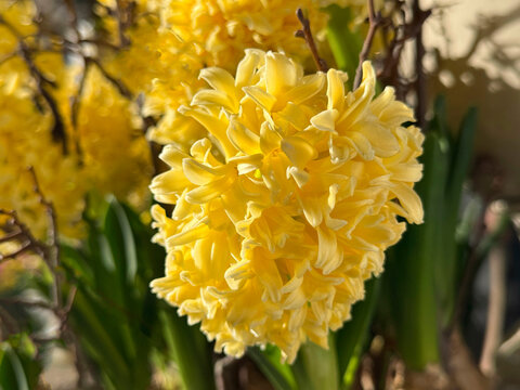 Yellow hyacinth spring fragrant flowers