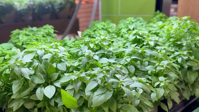 Pots of vibrant green aromatic basil herbs with dense small leaves stand lined up on a grocery store retail display shelf. Raw organic farming culinary ingredients backdrop concept.