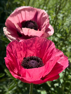 Oriental poppy flowers papaver orientale