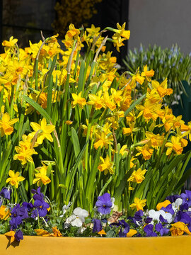 Spring yellow flowers daffodils