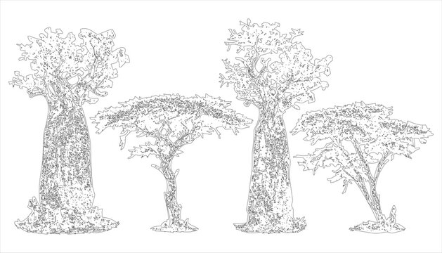 African Baobab and Savanna Acacia Trees Architectural Elevation Line Art Outline Vector Set for Landscape Architecture, CAD Planting Plans, and Botanical Coloring Designs