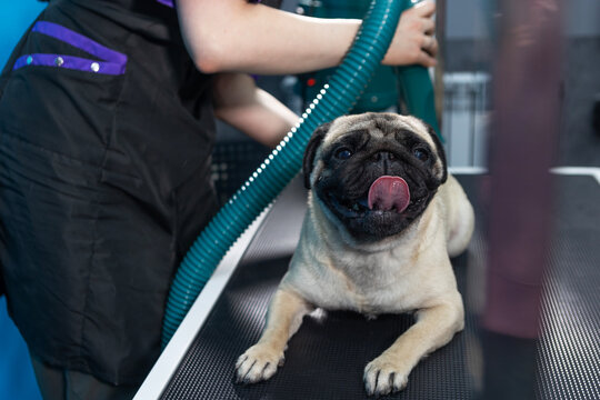Pug lies on grooming table. Groomer holds vacuum cleaner for wool in his hand. Pug on grooming table with hair dryer for drying its fur. Pet salon procedure. Dog relaxed with tongue out