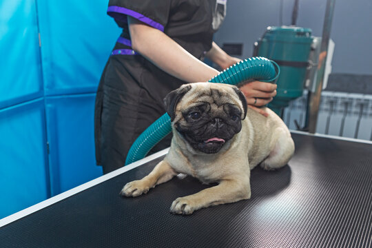 Relaxed pug is lying on grooming table. Groomer holds vacuum cleaner for wool in his hand. Combing the wool. Molting of dogs. Pug stuck out its tongue. Pet salon services