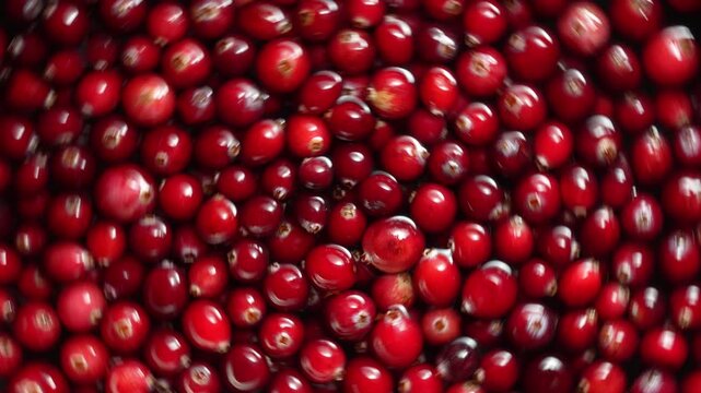 Fresh red cranberries texture background, rotates, close up, top view. Abundance of ripe red cranberries in water, detailed full frame macro texture of fresh organic berries