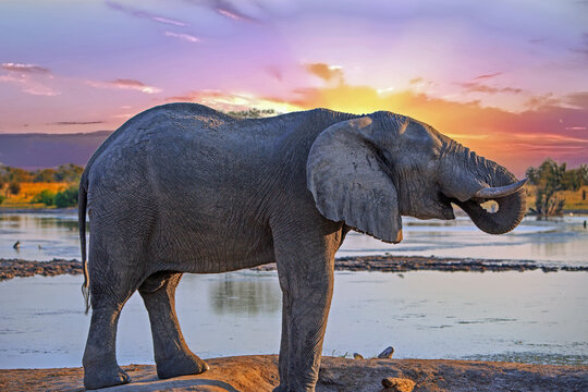 Full Frame of a beautiful African Elephant in the wild with a sunswt sky, drinking water with trunk in mouth at a  camp waterhole in Hwange National Park, Zimbabwe