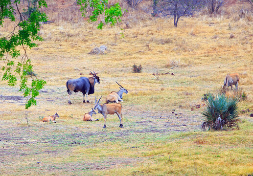 A Large Adult Bull Eland (tragelaphus oryx) with his harem standing on the open in Zimbabwe. These are the largest Antelope in the world