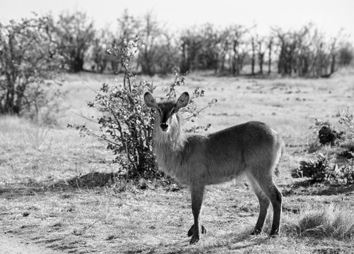Close up of a Female Waterbuck (Kobus ellipsiprymnus) standing on the African savannah in black and white, Hwange National Park, Zimbabwe