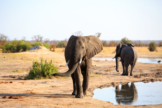 African Elephant walking towards camera, with trunk swinging, with a natural waterhole and elephant background. Hwange National Park, Zimbabwe