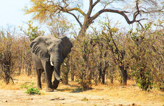 African Elephant walking out from the bush - slight motion blur on tip of trunk. Hwange National Park, Zimbabwe