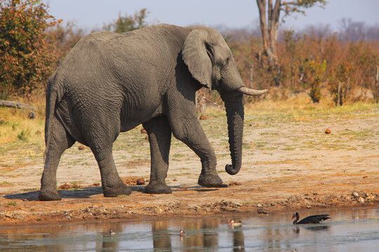 African Elephan walking beside a waterhole in Nehimba,  Hwange National Park, Zimbabwe