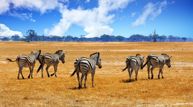 Small Herd of Zebra walking across the dry yellow African Savannah, with tree-line woodland in the distance, there is a pale blue hazy sky. Hwange National Park, imbabwe