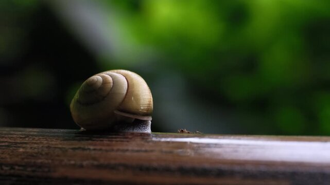 Macro video of a snail and tiny ant moving slowly on a wet bamboo surface