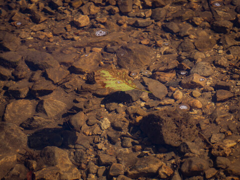 Clear shallow water flowing over rocky stream bed with a green autumn leaf floating on the surface near bubbles in sunlight
