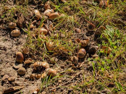 Acorn shells and cracked oak seeds scattered on grassy dirt ground in sunny autumn forest setting