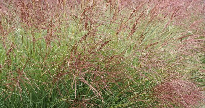 Chinese Silver Grasses (Miscanthus sinensis 'Gracillimus') Dense Thin tall and long green leaves ribbon-like sligtly drooping bearing silvery-red flower stems in forme of silky finger-like plumes