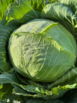 Green cabbage head in vegetable garden