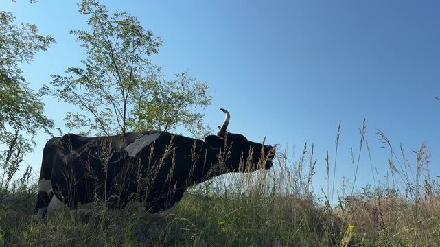 Cow is grazing in the tall grass, video with nature sound.
