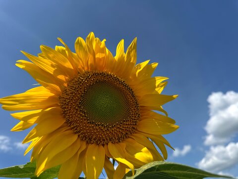 Sunflower yellow petals against blue sky