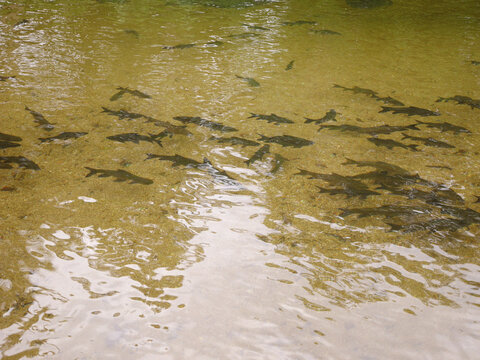 A high-angle shot of a school of fresh water fish swimming together in crystal clear river water, revealing natural sunlight patterns and ripples reflecting on the sandy bottom.