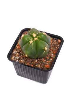 Potted 'Gymnocalycium Horstii' cactus plant on white background