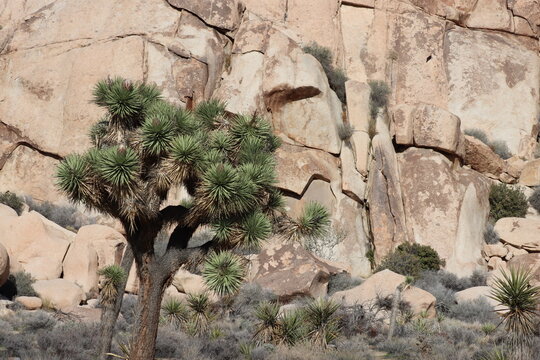 Western Mohave Dagger, Yucca Brevifolia, a pulchritudinous native synoecious arborescent shrub displaying reddish opening ovate floral buds during early Winter in the Little San Bernardino Mountains.