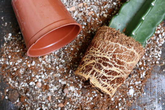 Repotting of cactus plant showing roots in soil shaped like flower pot next to empty plastic pot