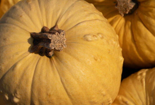 A close-up and background shot of yellow pumpkins lying side by side.