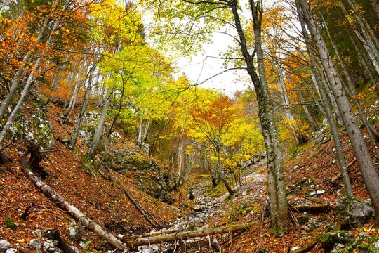 Rocky ravine with a broadleaf, deciduous colorful autumn forest