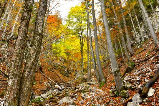 Rocky ravine with european beech and sycamore maple tree trunks amd yellow colored autumn foliage