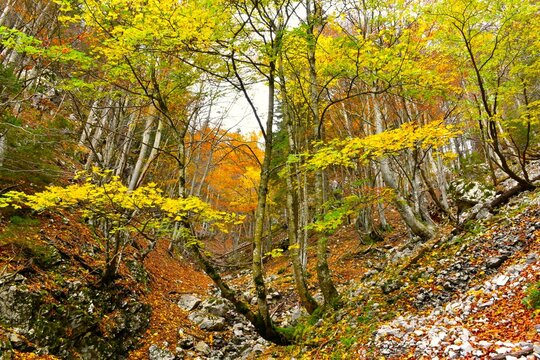 Yellow sycamore maple tree autumn foliage in a rocky ravine